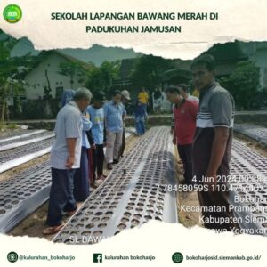 SEKOLAH LAPANGAN BAWANG MERAH DI PADUKUHAN JAMUSAN